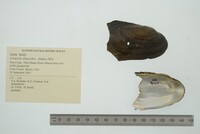 Lampsilis siliquoidea image