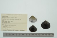 Corbicula fluminea image