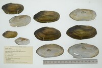 Utterbackia imbecillis image