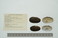 Toxolasma parvum image