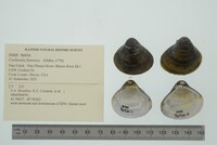 Corbicula fluminea image