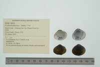 Corbicula fluminea image