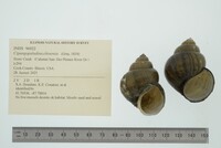 Cipangopaludina chinensis image