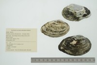 Venustaconcha ellipsiformis image