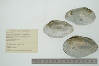 Venustaconcha ellipsiformis image