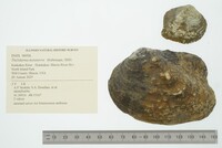 Theliderma metanevra image