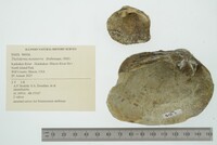 Theliderma metanevra image