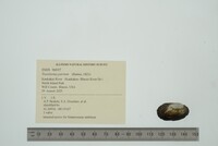Toxolasma parvum image