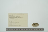 Toxolasma parvum image