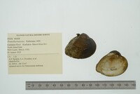 Truncilla truncata image