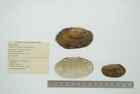 Lampsilis siliquoidea image