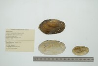 Lampsilis siliquoidea image