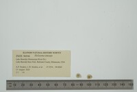 Helisoma anceps image