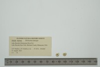 Helisoma anceps image