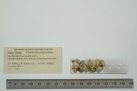 Planorbella campanulata image