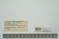 Gyraulus deflectus image