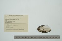 Anodontoides ferussacianus image