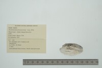 Anodontoides ferussacianus image