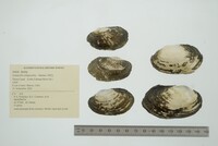 Lampsilis siliquoidea image