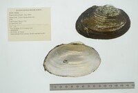 Pyganodon grandis image