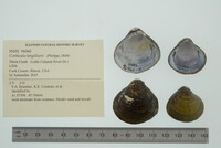 Corbicula largillierti image