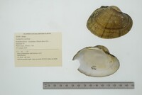 Lampsilis cardium image