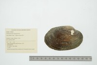 Ortmanniana ligamentina image