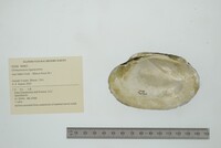 Ortmanniana ligamentina image