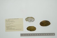 Venustaconcha ellipsiformis image