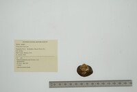 Truncilla truncata image