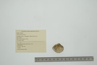 Truncilla truncata image