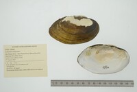 Lampsilis siliquoidea image