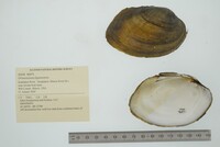 Ortmanniana ligamentina image