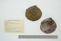 Cyclonaias tuberculata image