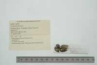 Corbicula fluminea image