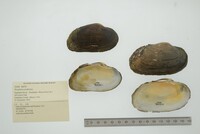 Strophitus undulatus image