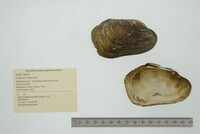 Lampsilis siliquoidea image