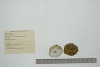 Quadrula quadrula image