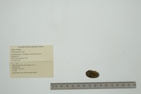 Toxolasma parvum image