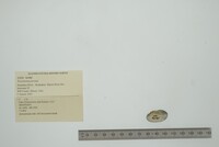 Toxolasma parvum image
