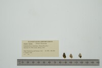 Elimia livescens image