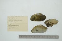 Alasmidonta marginata image