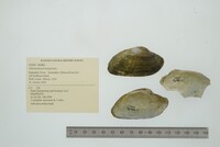 Alasmidonta marginata image