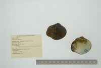 Obliquaria reflexa image