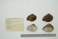 Truncilla truncata image