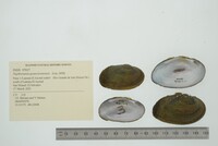 Nephronaias goascoranensis image