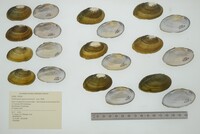 Nephronaias goascoranensis image