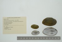 Nephronaias goascoranensis image