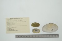 Nephronaias goascoranensis image