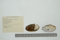 Nephronaias goascoranensis image